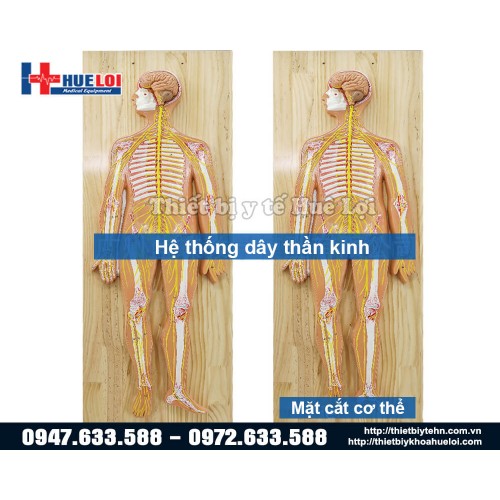 Mô hình giải phẫu hệ thần kinh người